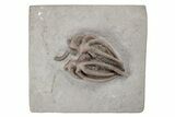 Fossil Crinoid (Agaricocrinus) - Crawfordsville, Indiana #216144-1